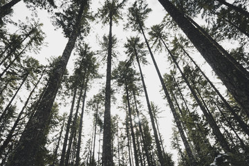 Fototapeta premium Winter Canopy