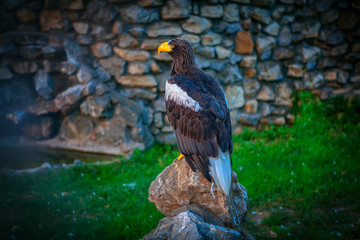 beautiful proud eagle standing on the big stone 