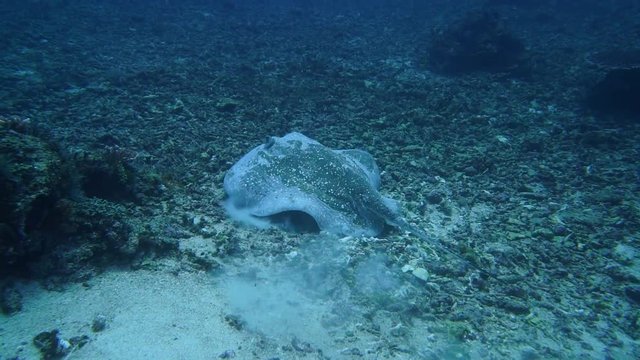 A big marble ray is swimming in deep water. this is the ray that killed Steve Irving.