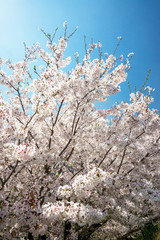 桜と青空