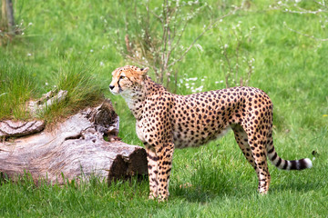 A North African cheetah (also called a northeast African cheetah, Acinonyx jubatus soemmeringii) standing in a grassy field.