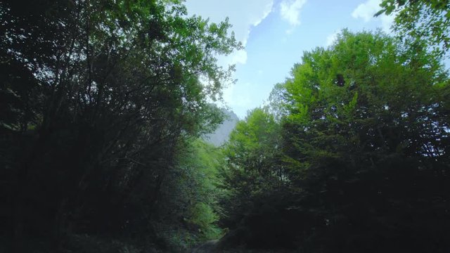 walking toward the mountin top through the branches of the trees