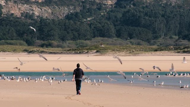 Estampida de gaviotas