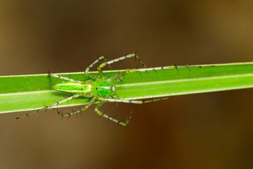 Image of Malagasy green lynx spider (Peucetia madagascariensis) on green leaf. Insect. Animal.