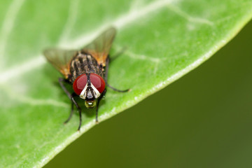 Image of a flies (Diptera) on green leaves. Insect. Animal