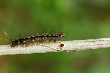 Image of Hairy caterpillar on tree branch on natural background. Insect. Worm. Animal.