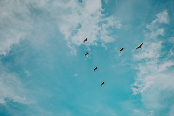 birds flying to the blue sky / aves voando ao céu azul 
