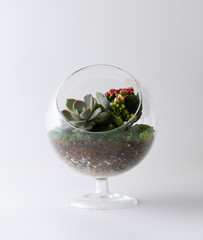 terrarium plant isolated white background mini garden in glass pot