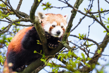 An adult red panda (Ailurus fulgens) resting in a tree on a sunny day.