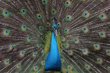 Obraz premium Mil ojos de pavo real