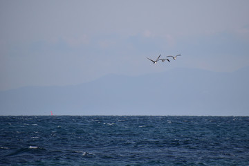 Fototapeta na wymiar 荒れた津軽海峡を飛ぶコクガンの後姿
