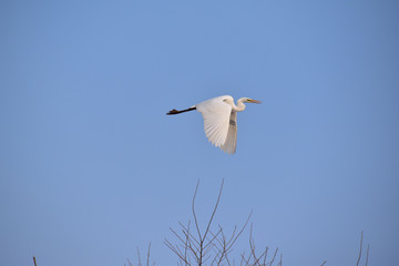 青空を飛ぶダイサギ