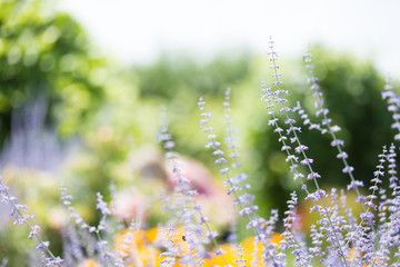 Obraz premium Wild flowers in spring