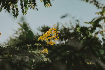 folhagem ao p&ocirc;r-do-sol /foliage at sunset