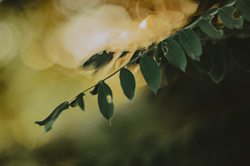 folhagem ao p&ocirc;r-do-sol /foliage at sunset