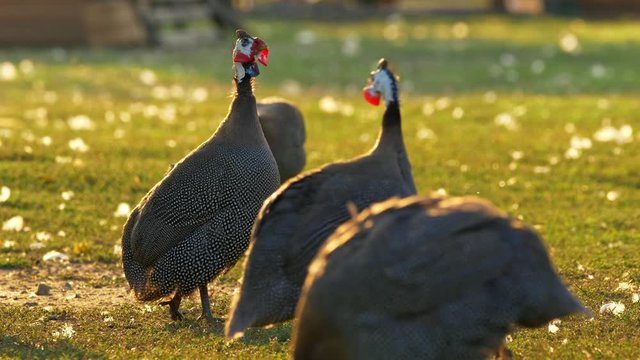 Helmeted guineafowl (Numida meleagris) at sunset