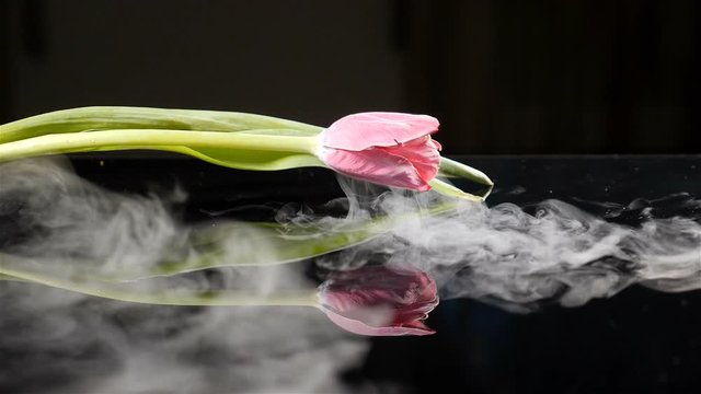 Beautiful frozen tulip flower with smoke in slow motion. Flower frosen in liquid nitrogen. Black background. hd