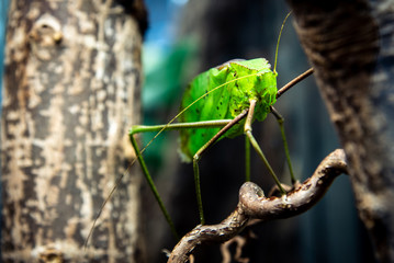 Giant insect on a branch