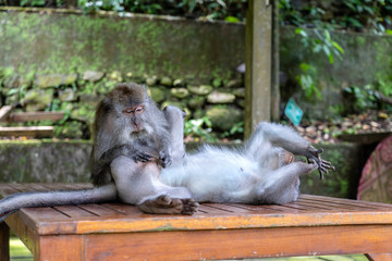 Monkey family in forest, Ubud, island Bali, Indonesia. Close up