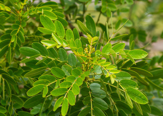 Shades of Green