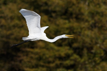Great Egret In Flight