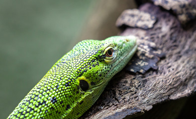 An emerald tree monitor (also called a green tree monitor, Varanus prasinus), resting on a tree branch.