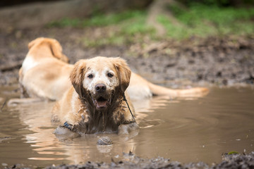 Two Golden Retrievers having fun in the mud.