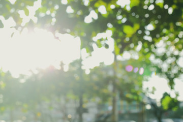 Obraz na płótnie Canvas sun light through green tree in summer morning, image blur background