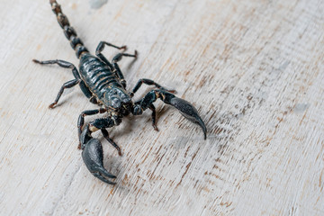 Asian black scorpion on white wooden background in Ubud, island Bali, Indonesia. Closeup