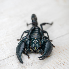 Asian black scorpion on white wooden background in Ubud, island Bali, Indonesia. Closeup