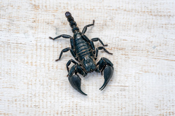 Asian black scorpion on white wooden background in Ubud, island Bali, Indonesia. Closeup