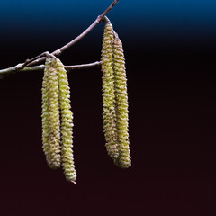 Hazel catkins closeup
