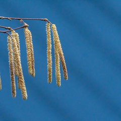 Hazel catkins by a blue sky
