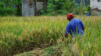 Naklejka na ściany i meble a middle-aged man is harvesting rice behind the house to make ends meet