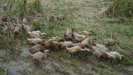 Naklejka na ściany i meble a swarm of ducks is being released by the owner to find food