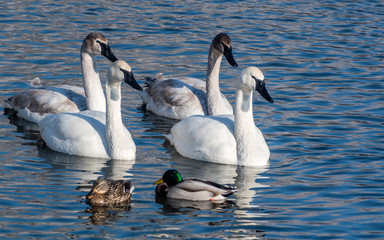 Swans are playing in open water of a lake at early spring time