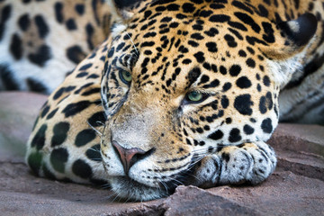 An adult jaguar (Panthera onca) rests lazily on a large rock.