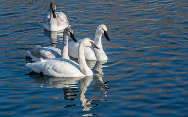 Swans are playing in open water of a lake at early spring time