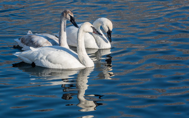 Swans are playing in open water of a lake at early spring time
