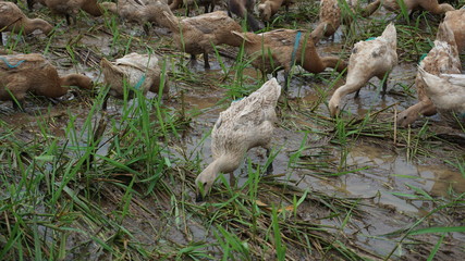 a swarm of ducks is being released by the owner to find food