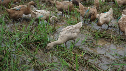 a swarm of ducks is being released by the owner to find food