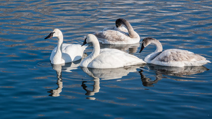 Swans are playing in open water of a lake at early spring time