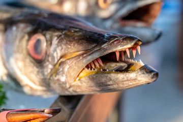 Close up on barracuda teeth. Sea fresh fish barracuda at street food market . Seafood concept. Raw barracuda for cooking