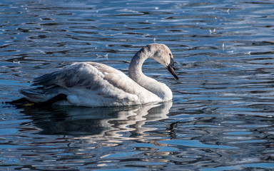 Swans are playing in open water of a lake at early spring time