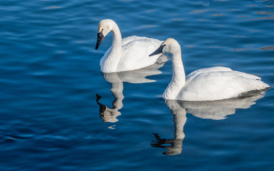 Swans are playing in open water of a lake at early spring time