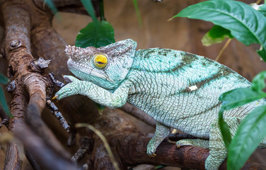 An adult Parson's chameleon (Calumma parsonii) climbs through tree branches.