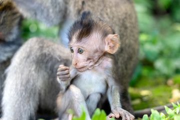 Monkey family in forest, Ubud, island Bali, Indonesia. Close up
