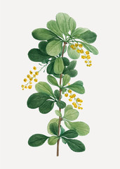 Common barberry flowers