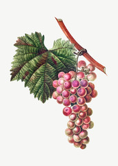 Naklejki  Grape cluster