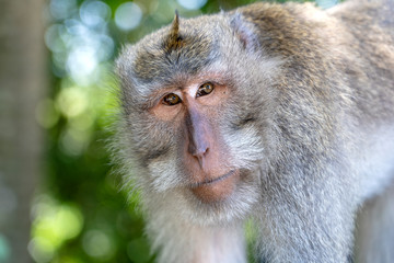 Obraz premium Wild monkey family in forest, Ubud, island Bali, Indonesia. Close up
